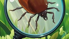  Как защититься от клещей? Советы родителям дошкольников